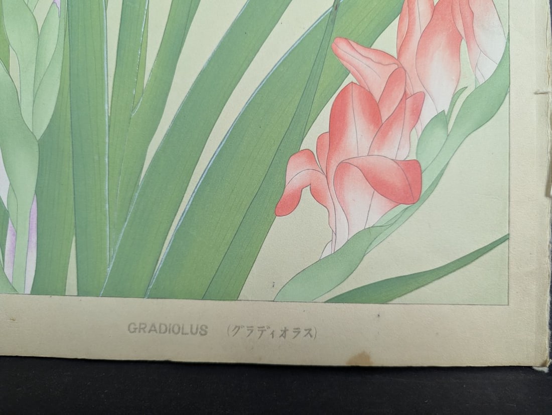 Japanese Woodblock Print by Rakuzan Tsuchiya - Gladiolus - Kacho Gafu Series - 9