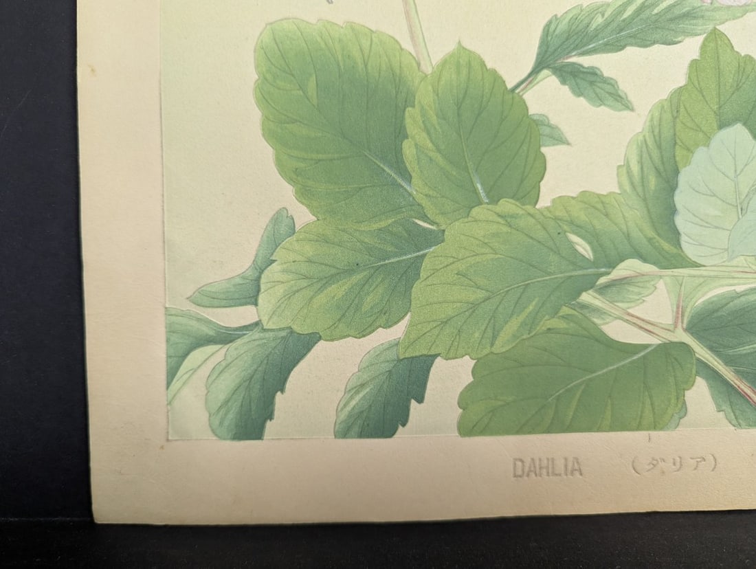 Rakuzan Tsuchiya Japanese Woodblock Print - Dahlia Flowers Artwork - 10