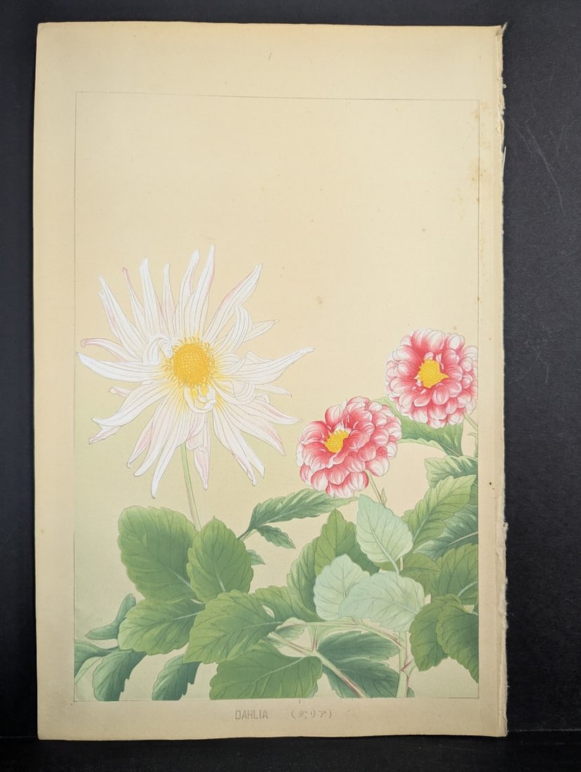 Rakuzan Tsuchiya Japanese Woodblock Print - Dahlia Flowers Artwork: **Important** Please read below description on how to avoid high shipping costs. Discover this exquisite Japanese Woodblock Print by Rakuzan Tsuchiya, featuring a stunning dahlia design. Measuring 11 