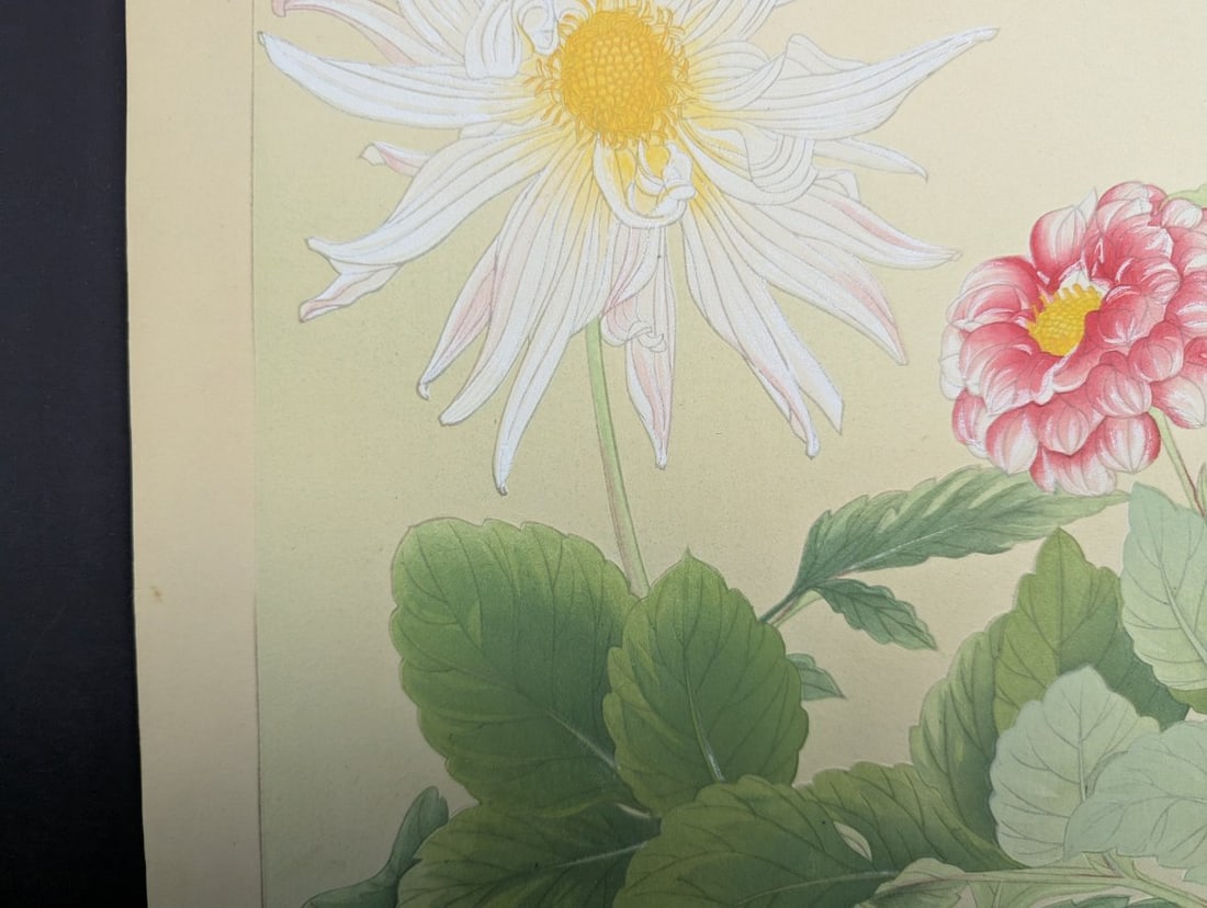 Rakuzan Tsuchiya Japanese Woodblock Print - Dahlia Flowers Artwork - 6