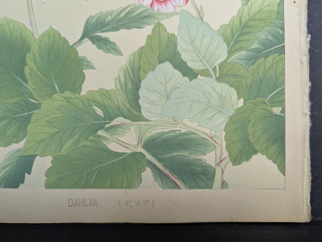 Rakuzan Tsuchiya Japanese Woodblock Print - Dahlia Flowers Artwork - 9