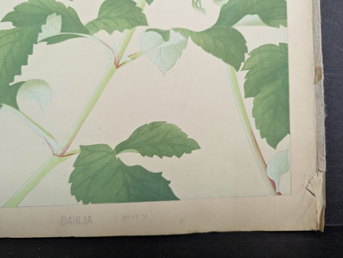 Japanese Woodblock Print Dahlia by Rakuzan Tsuchiya - Early 20th Century Artwork - 10