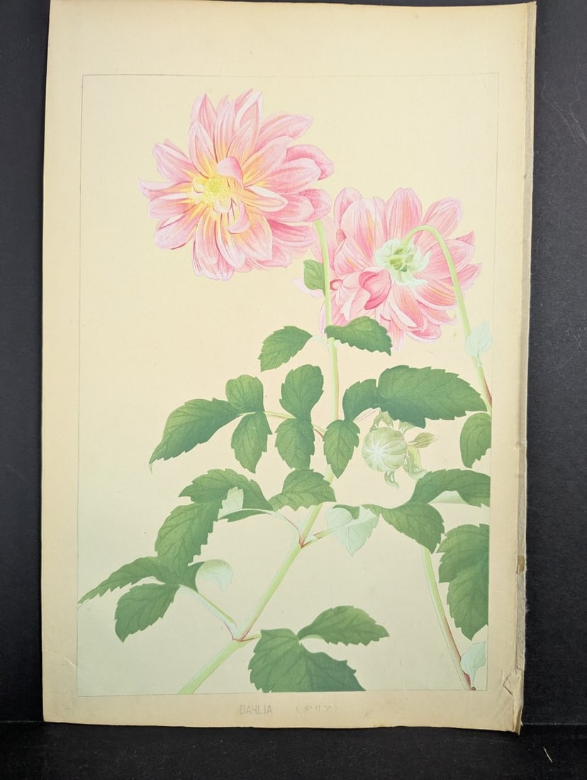 Japanese Woodblock Print Dahlia by Rakuzan Tsuchiya - Early 20th Century Artwork: **Important** Please read below description on how to avoid high shipping costs. This exquisite Japanese Woodblock Print features a delicate depiction of a Dahlia by renowned artist Rakuzan Tsuchiya (