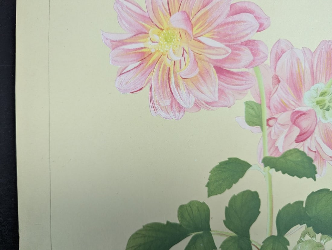 Japanese Woodblock Print Dahlia by Rakuzan Tsuchiya - Early 20th Century Artwork - 3