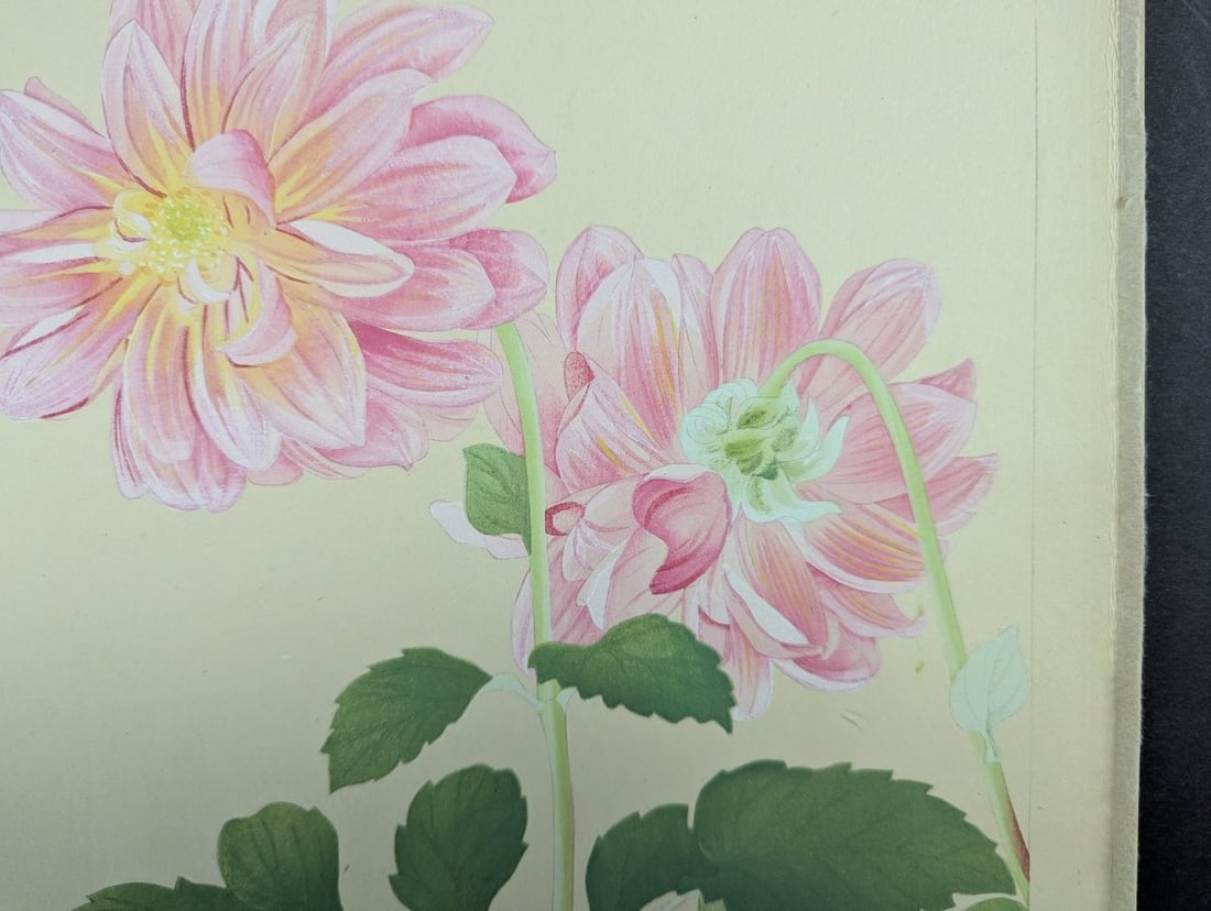Japanese Woodblock Print Dahlia by Rakuzan Tsuchiya - Early 20th Century Artwork - 5