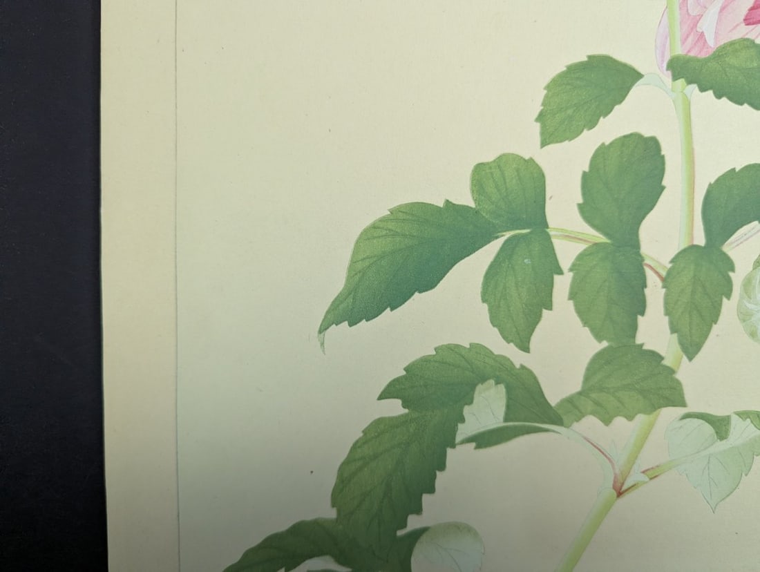Japanese Woodblock Print Dahlia by Rakuzan Tsuchiya - Early 20th Century Artwork - 6