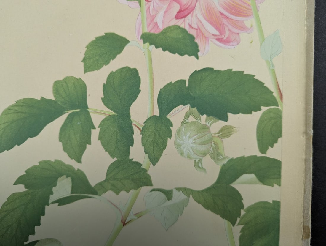 Japanese Woodblock Print Dahlia by Rakuzan Tsuchiya - Early 20th Century Artwork - 7