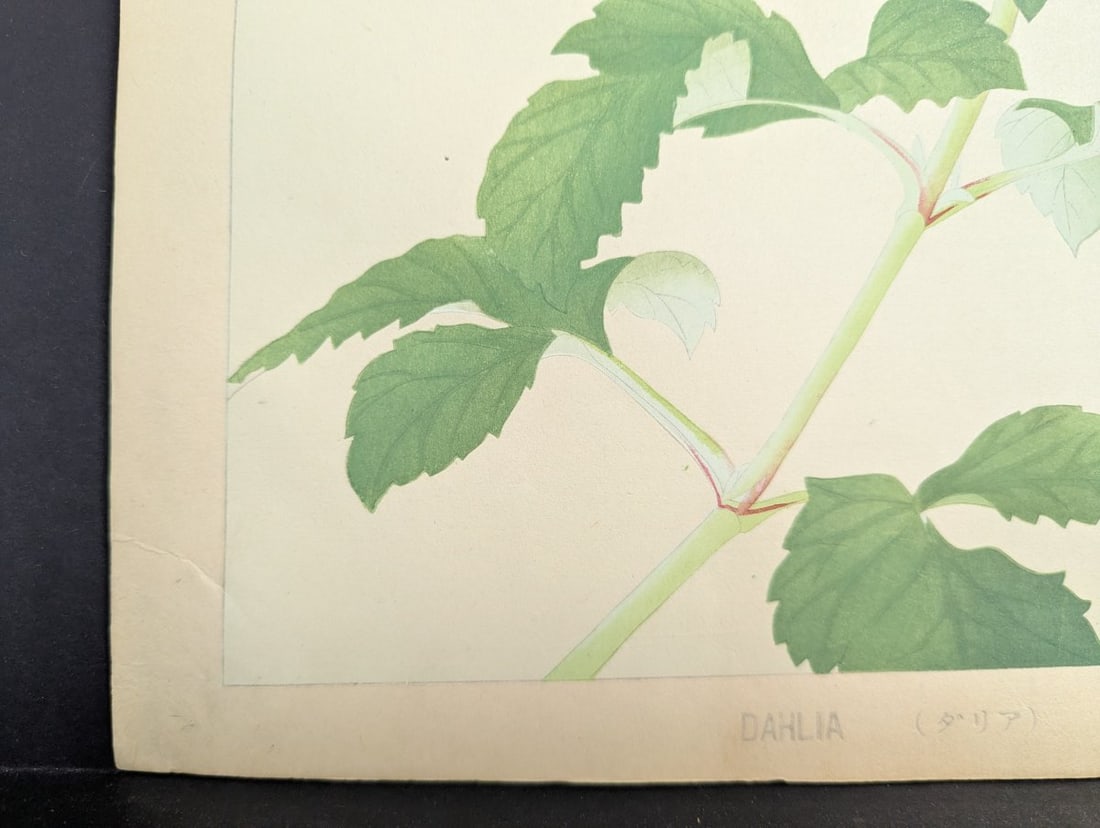 Japanese Woodblock Print Dahlia by Rakuzan Tsuchiya - Early 20th Century Artwork - 8