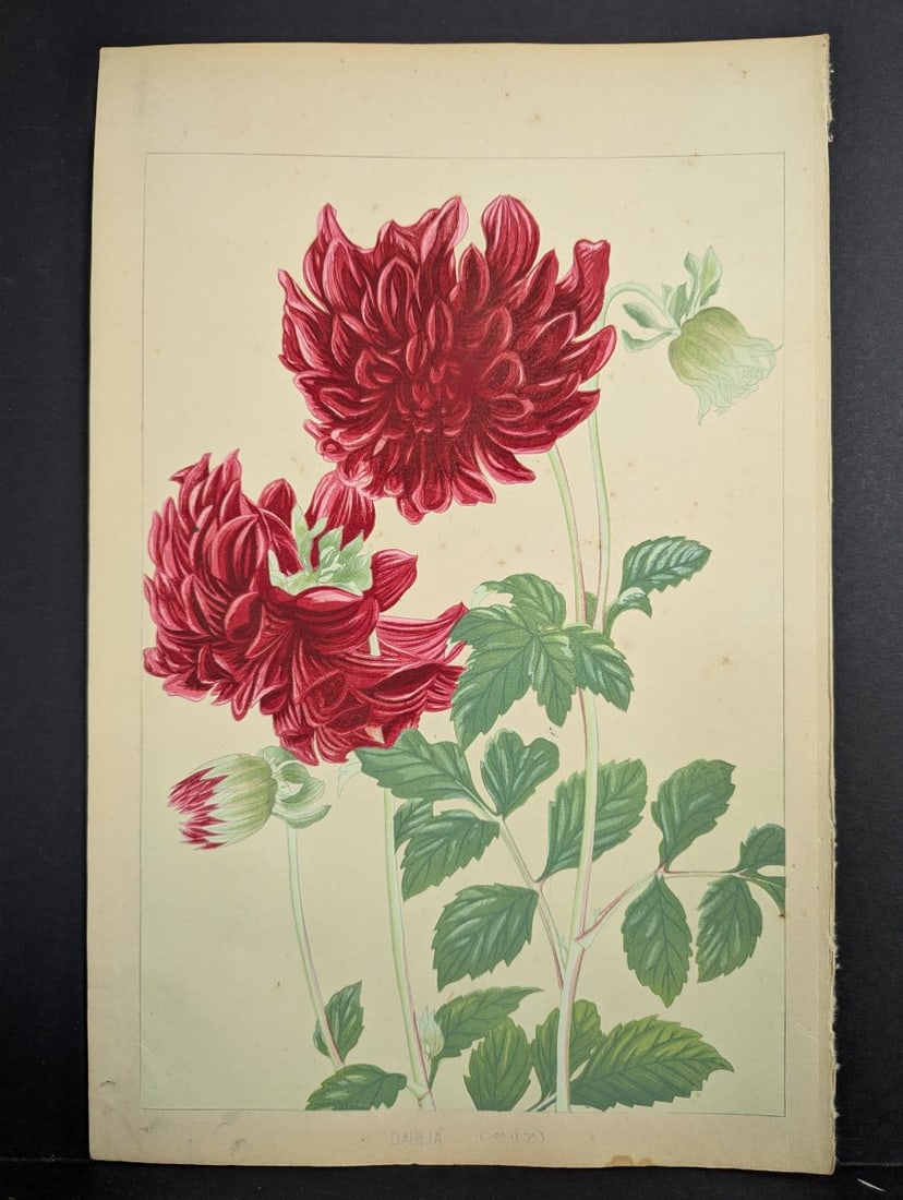 Rakuzan Tsuchiya Japanese Woodblock Print - Dahlia - Beautiful Nature Art: **Important** Please read below description on how to avoid high shipping costs. This exquisite Japanese Woodblock Print titled 'Dahlia (ãƒ€ãƒªã‚¢)' by t