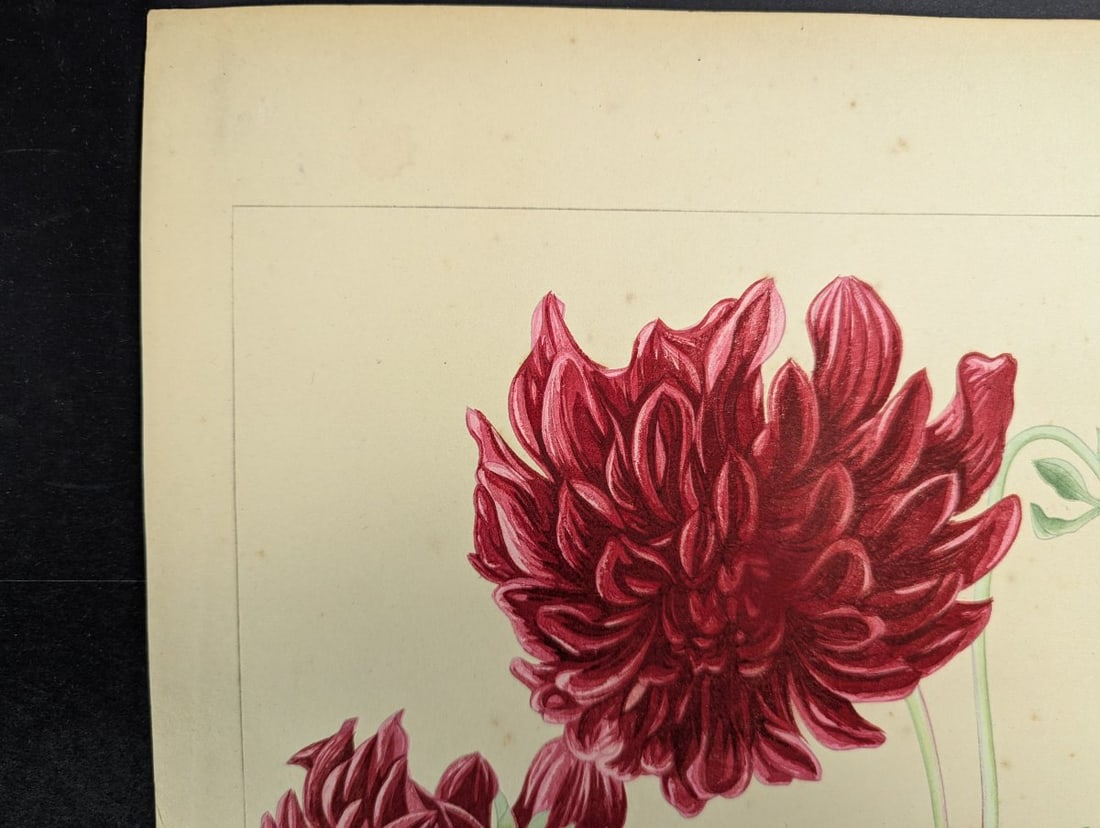 Rakuzan Tsuchiya Japanese Woodblock Print - Dahlia - Beautiful Nature Art - 2