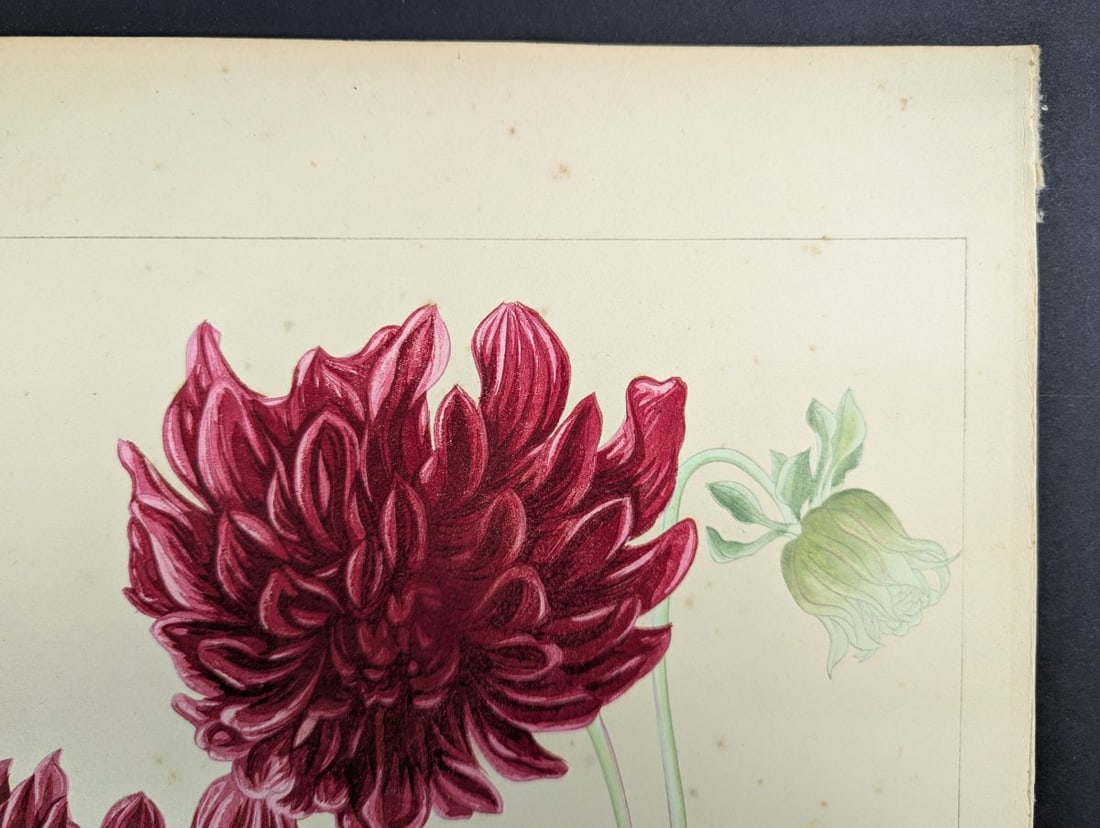 Rakuzan Tsuchiya Japanese Woodblock Print - Dahlia - Beautiful Nature Art - 3