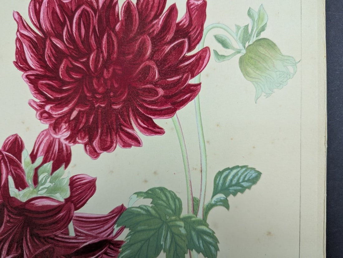 Rakuzan Tsuchiya Japanese Woodblock Print - Dahlia - Beautiful Nature Art - 4