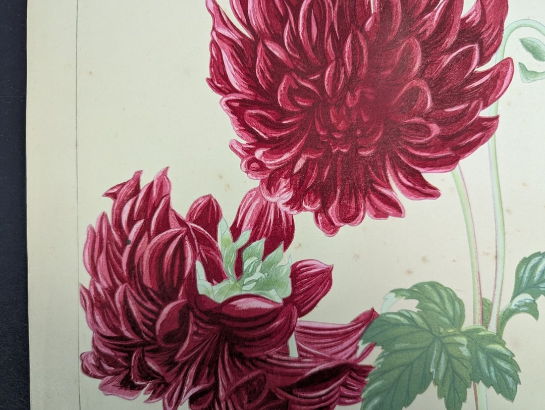 Rakuzan Tsuchiya Japanese Woodblock Print - Dahlia - Beautiful Nature Art - 5
