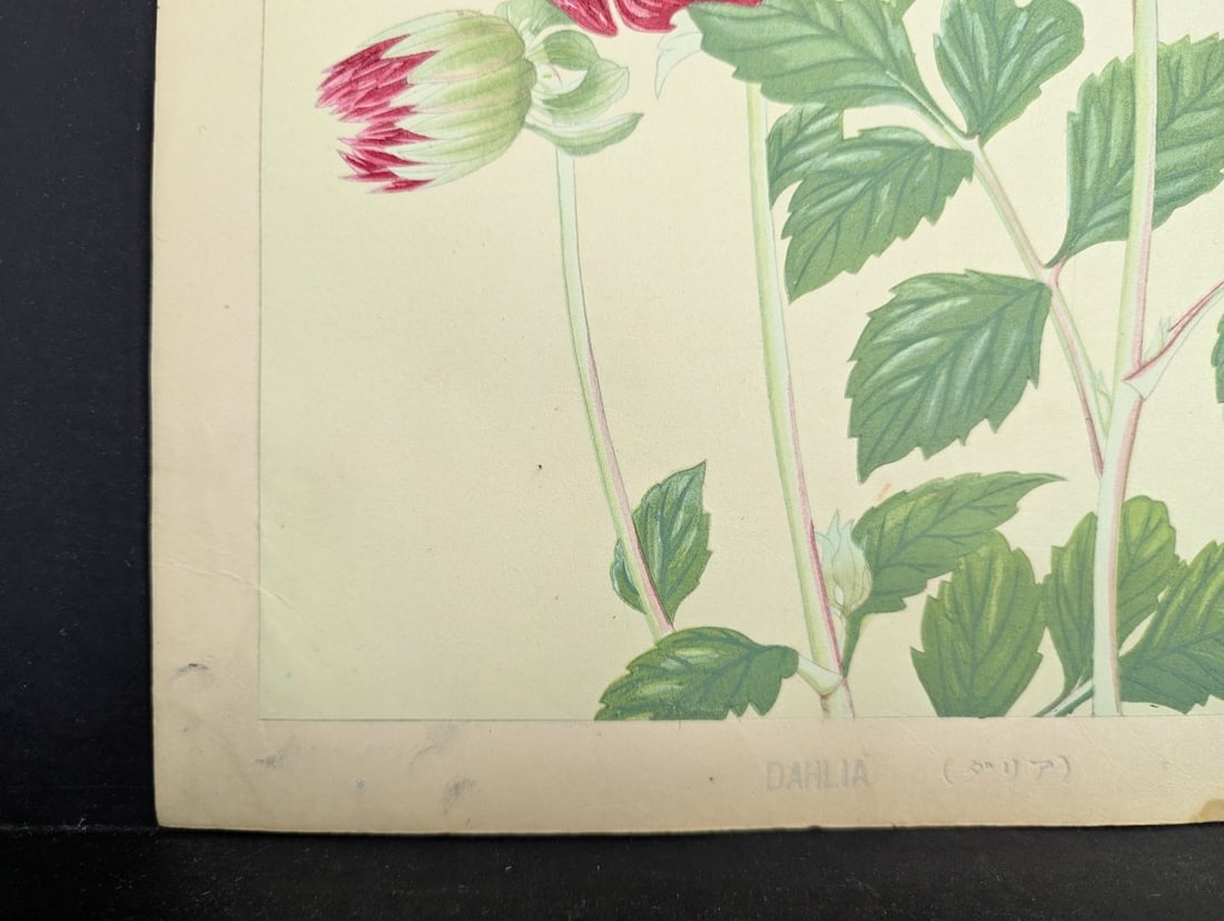 Rakuzan Tsuchiya Japanese Woodblock Print - Dahlia - Beautiful Nature Art - 6