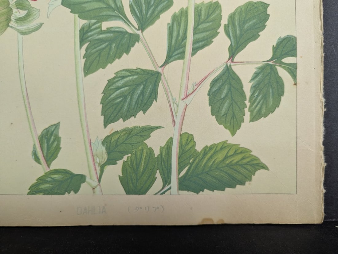 Rakuzan Tsuchiya Japanese Woodblock Print - Dahlia - Beautiful Nature Art - 7