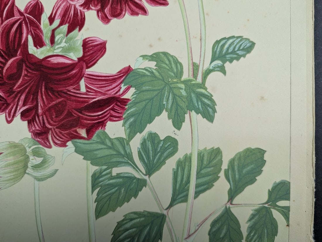 Rakuzan Tsuchiya Japanese Woodblock Print - Dahlia - Beautiful Nature Art - 8