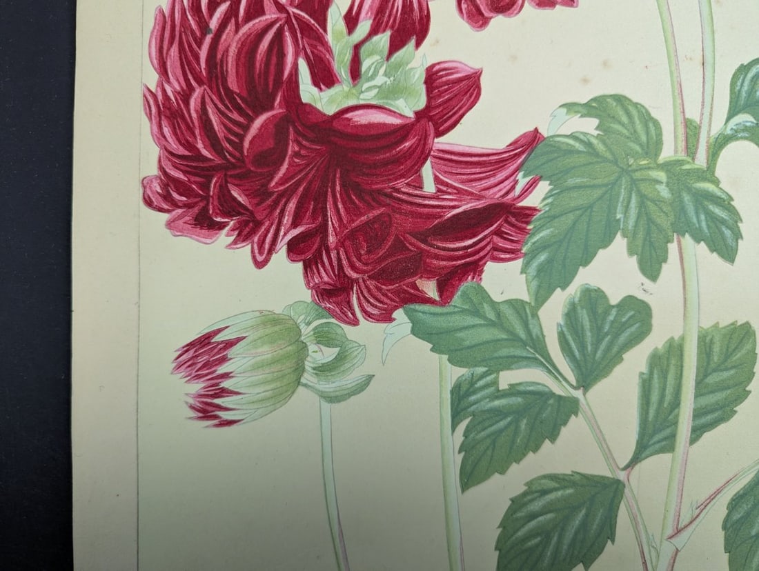 Rakuzan Tsuchiya Japanese Woodblock Print - Dahlia - Beautiful Nature Art - 9