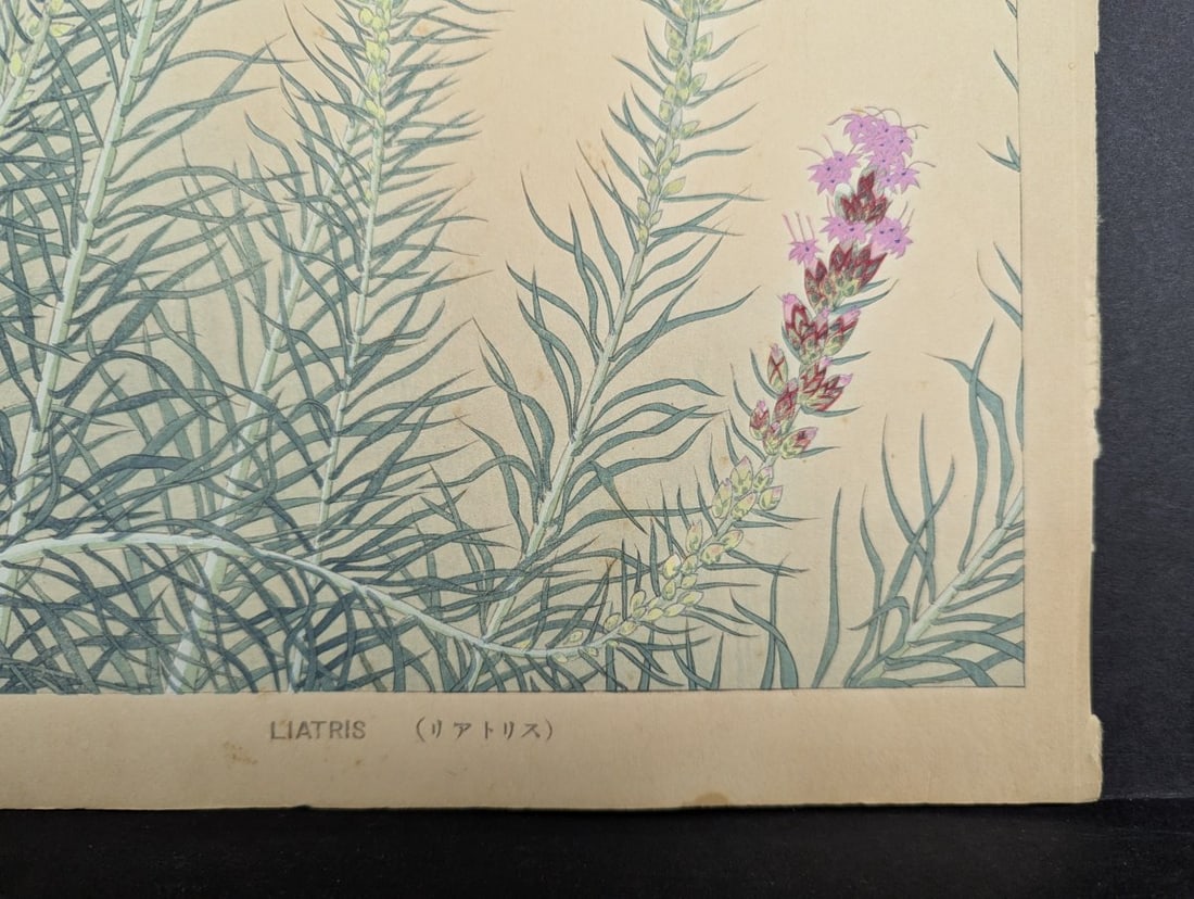 Japanese Woodblock Print 'Liatris' by Rakuzan Tsuchiya - 10