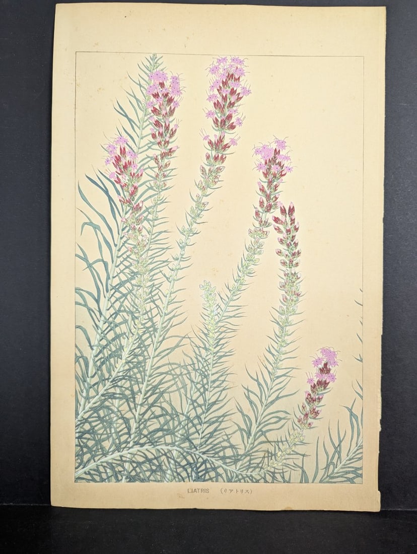 Japanese Woodblock Print 'Liatris' by Rakuzan Tsuchiya: **Important** Please read below description on how to avoid high shipping costs. This exquisite Japanese Woodblock Print features the stunning Liatris flower, rendered by renowned kachÅ-ga