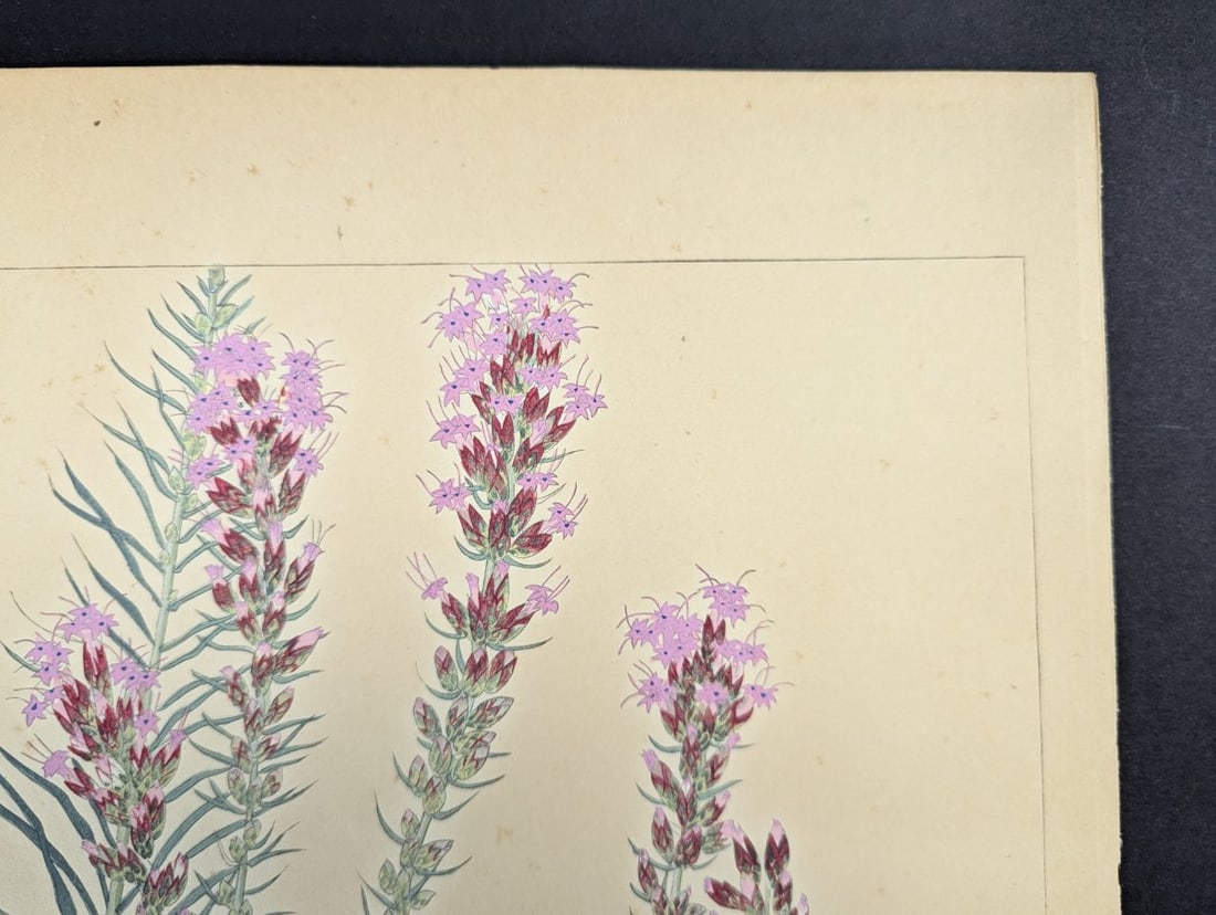 Japanese Woodblock Print 'Liatris' by Rakuzan Tsuchiya - 2