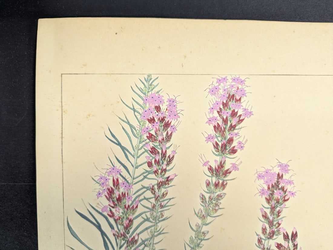 Japanese Woodblock Print 'Liatris' by Rakuzan Tsuchiya - 3