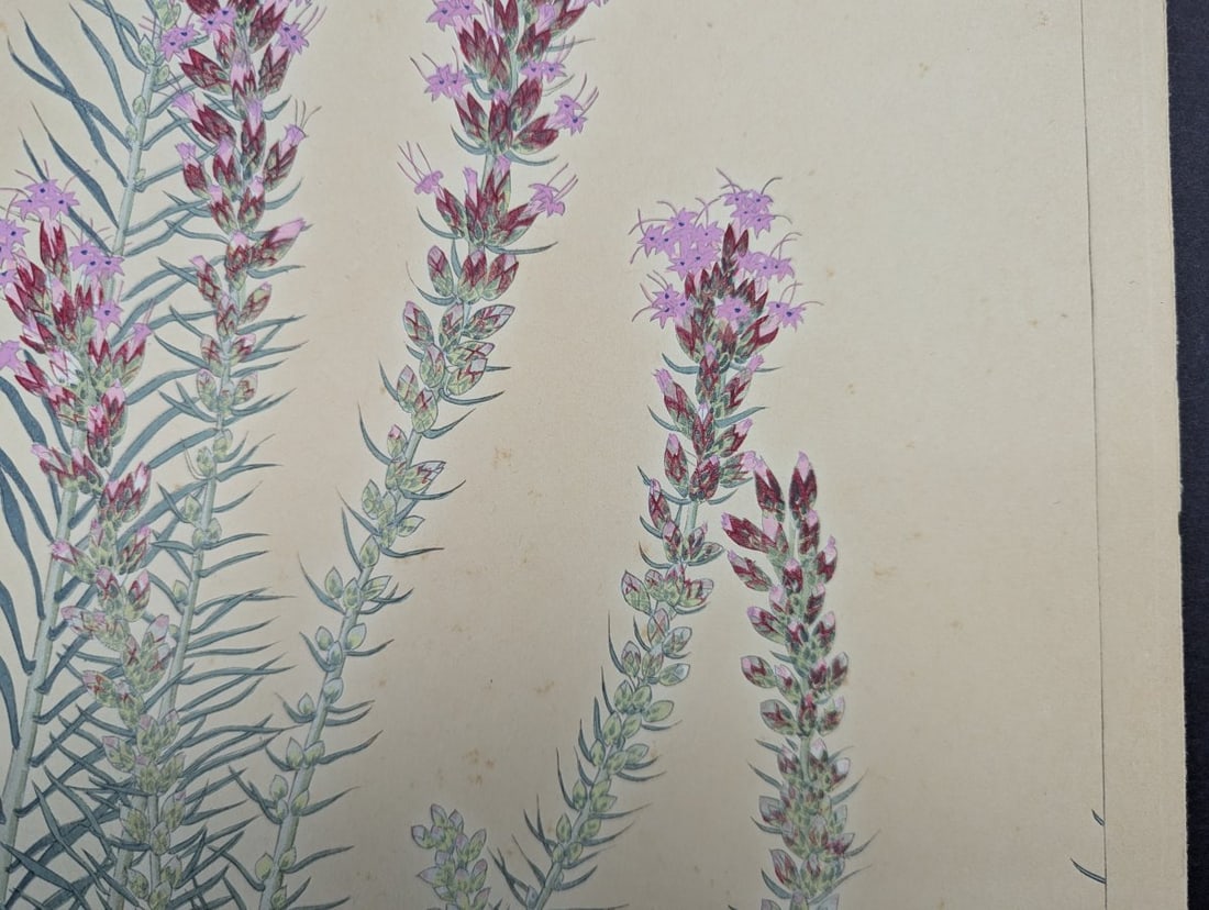 Japanese Woodblock Print 'Liatris' by Rakuzan Tsuchiya - 4