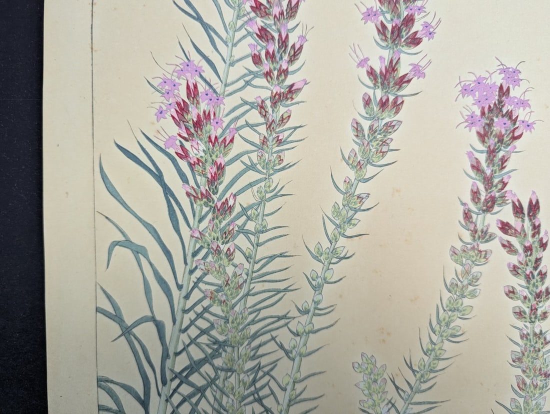 Japanese Woodblock Print 'Liatris' by Rakuzan Tsuchiya - 5