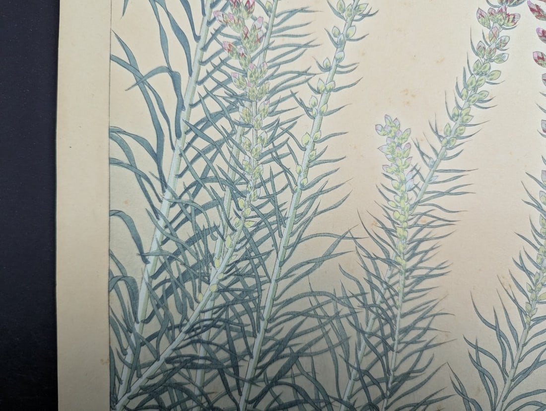 Japanese Woodblock Print 'Liatris' by Rakuzan Tsuchiya - 7