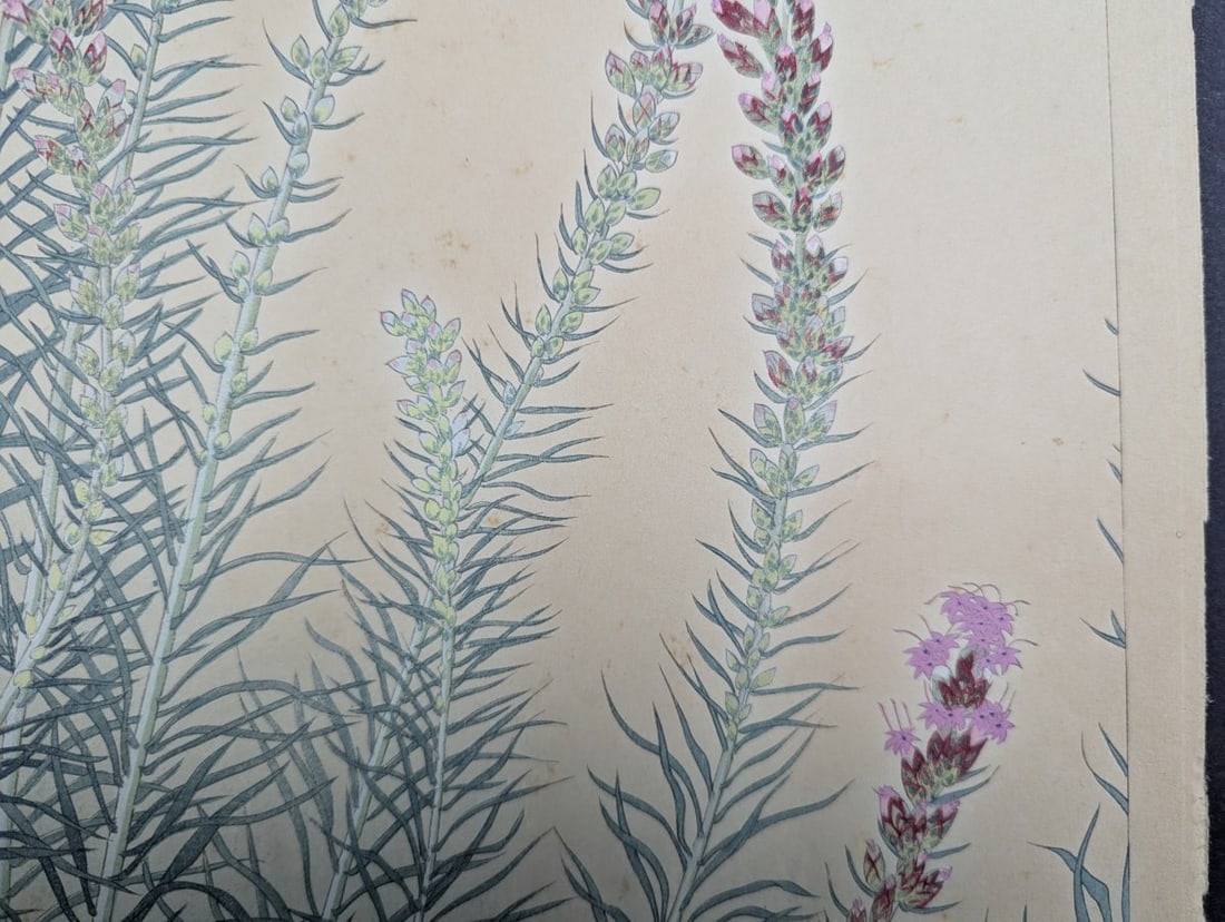 Japanese Woodblock Print 'Liatris' by Rakuzan Tsuchiya - 8
