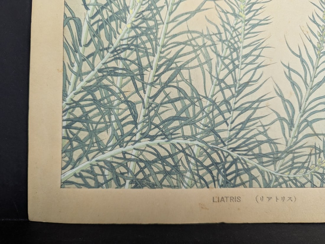 Japanese Woodblock Print 'Liatris' by Rakuzan Tsuchiya - 9