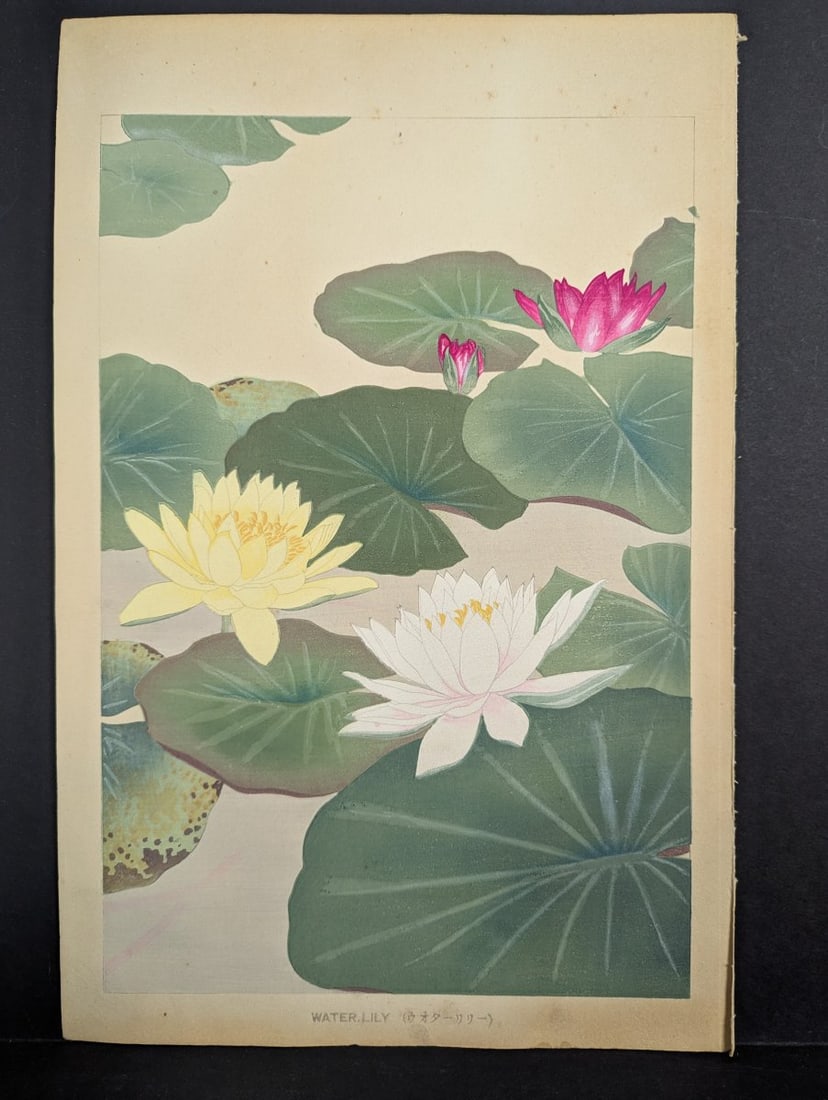 Water Lily Japanese Woodblock Print by Rakuzan Tsuchiya: **Important** Please read below description on how to avoid high shipping costs. This original woodblock print by Rakuzan Tsuchiya depicts a beautiful water lily, showcasing the artist's meticulous