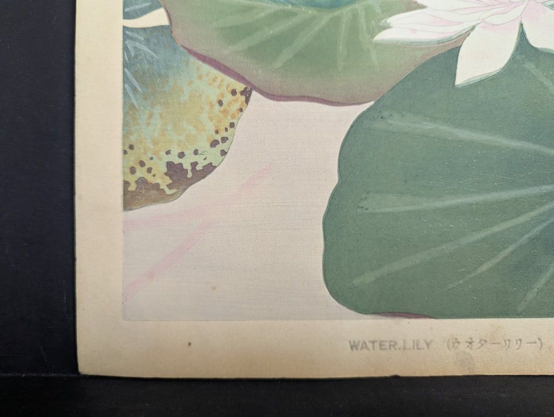 Water Lily Japanese Woodblock Print by Rakuzan Tsuchiya - 7
