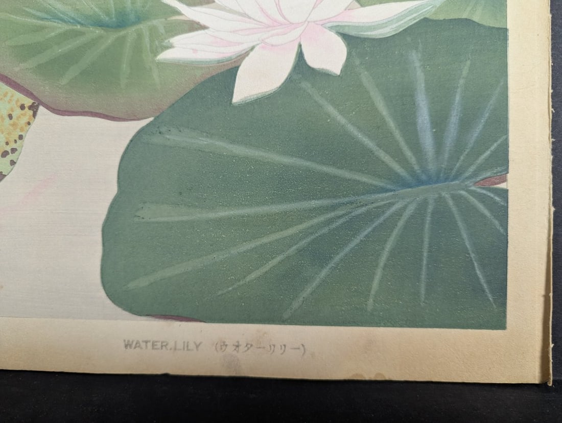 Water Lily Japanese Woodblock Print by Rakuzan Tsuchiya - 9
