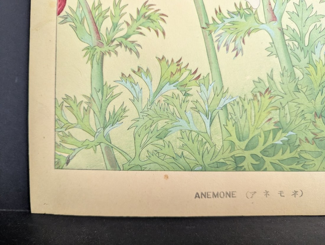 Japanese Woodblock Print 'Anemone' by Rakuzan KachÅ« - KachÅ-ga Artwork - 10