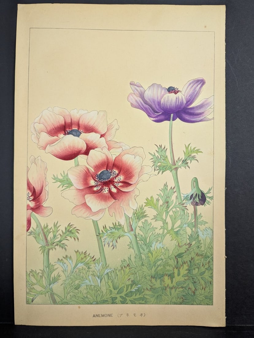 Japanese Woodblock Print 'Anemone' by Rakuzan KachÅ« - KachÅ-ga Artwork: **Important** Please read below description on how to avoid high shipping costs. Presenting a stunning Japanese woodblock print titled 'Anemone' by the renowned artist Rakuzan KachÅ«. This a