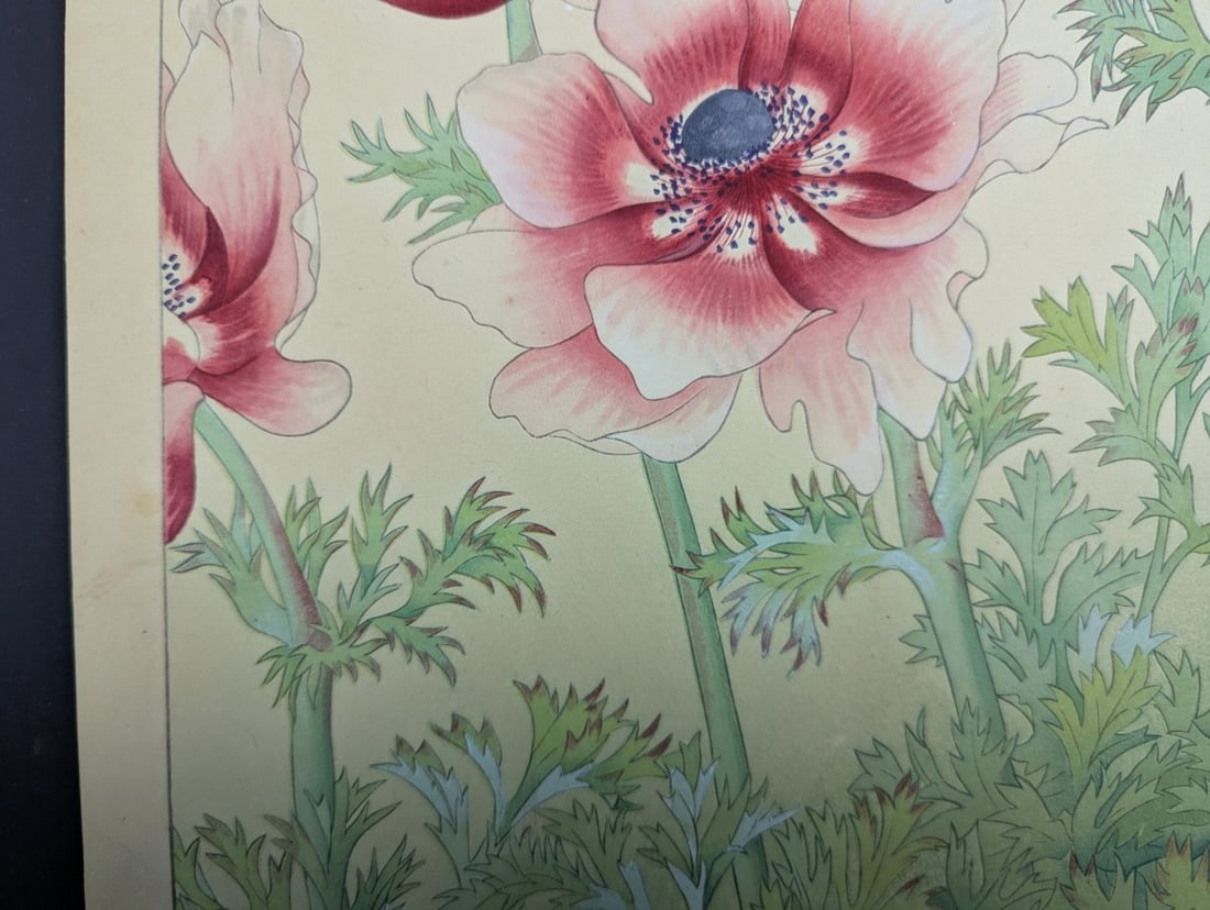 Japanese Woodblock Print 'Anemone' by Rakuzan KachÅ« - KachÅ-ga Artwork - 6