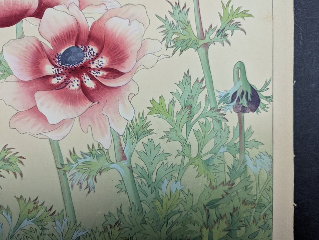 Japanese Woodblock Print 'Anemone' by Rakuzan KachÅ« - KachÅ-ga Artwork - 8