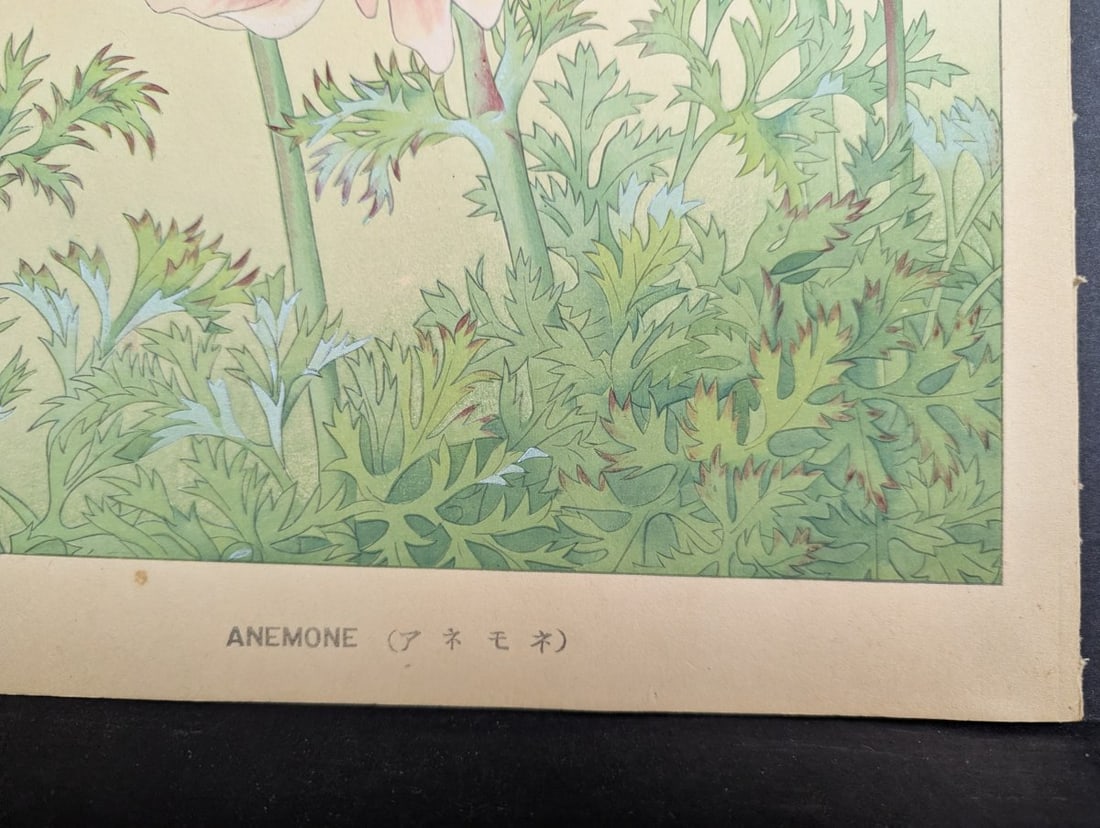 Japanese Woodblock Print 'Anemone' by Rakuzan KachÅ« - KachÅ-ga Artwork - 9