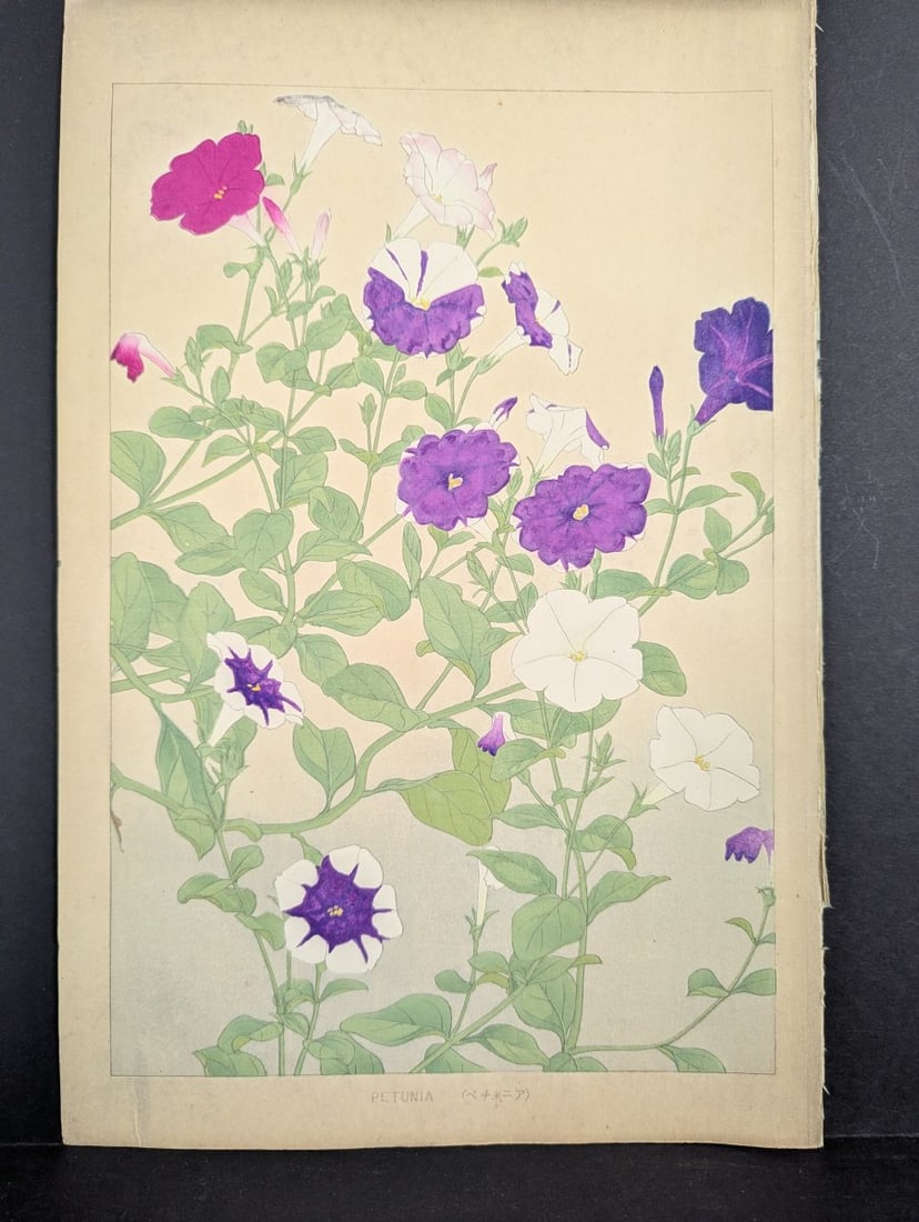Rakuzan Tsuchiya Petunia Japanese Woodblock Print - KachÅ-ga Art: **Important** Please read below description on how to avoid high shipping costs. This beautifully detailed Japanese woodblock print features vibrant petunia flowers, created by renowned artist
