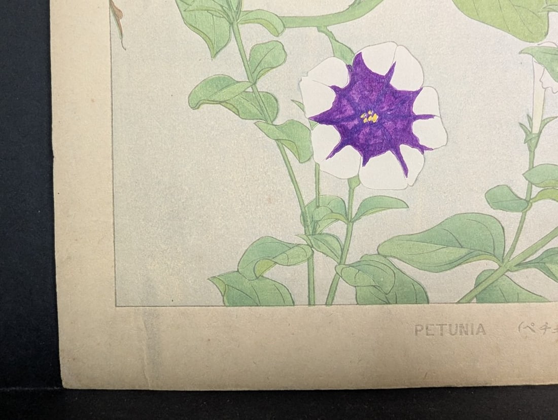 Rakuzan Tsuchiya Petunia Japanese Woodblock Print - KachÅ-ga Art - 6