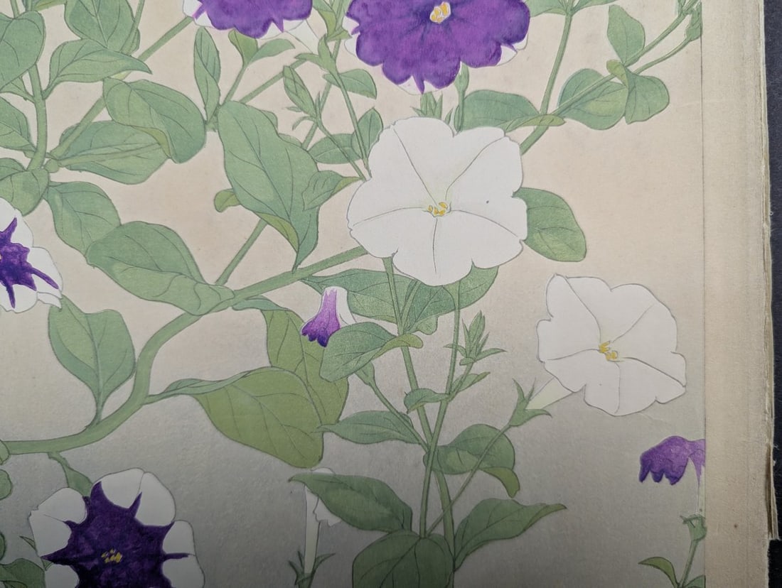Rakuzan Tsuchiya Petunia Japanese Woodblock Print - KachÅ-ga Art - 8