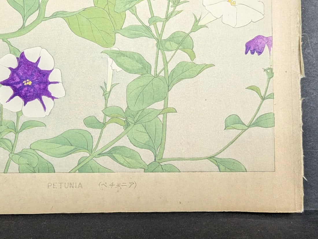 Rakuzan Tsuchiya Petunia Japanese Woodblock Print - KachÅ-ga Art - 9