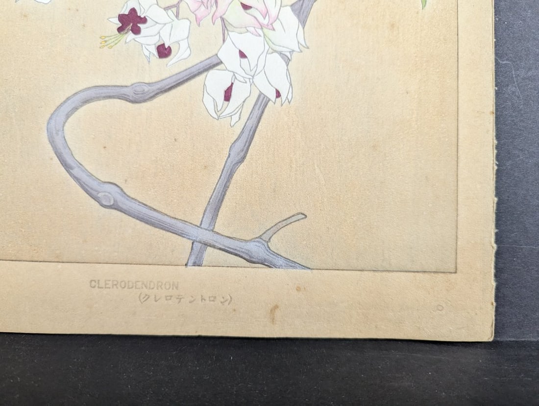 Rakuzan Tsuchiya Japanese Woodblock Print - Clerodendron Floral Illustration - 10