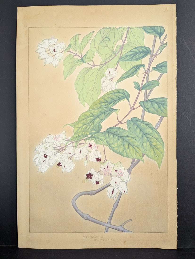 Rakuzan Tsuchiya Japanese Woodblock Print - Clerodendron Floral Illustration: **Important** Please read below description on how to avoid high shipping costs. Presenting a remarkable Japanese Woodblock Print by the noted artist Rakuzan Tsuchiya