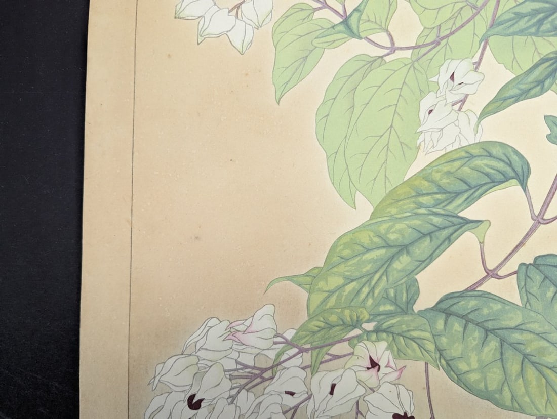 Rakuzan Tsuchiya Japanese Woodblock Print - Clerodendron Floral Illustration - 2