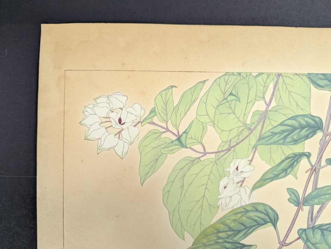 Rakuzan Tsuchiya Japanese Woodblock Print - Clerodendron Floral Illustration - 3