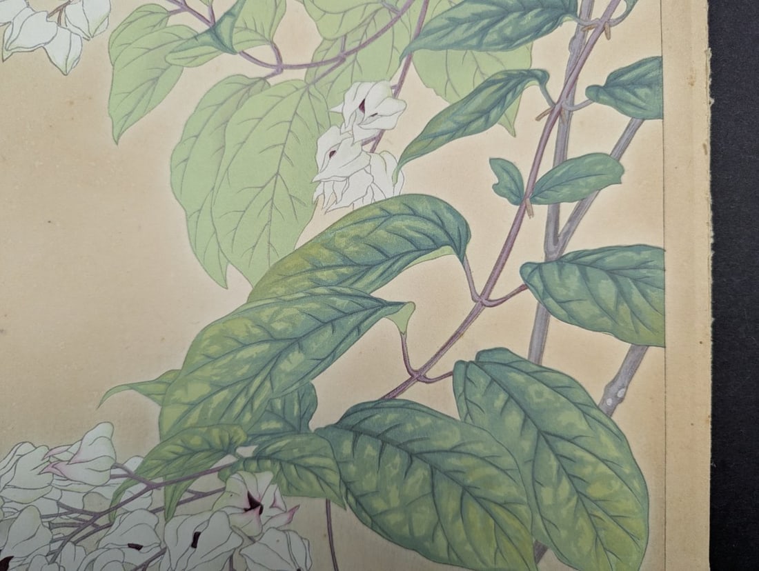 Rakuzan Tsuchiya Japanese Woodblock Print - Clerodendron Floral Illustration - 4