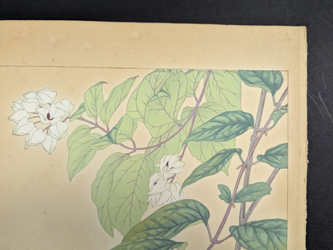 Rakuzan Tsuchiya Japanese Woodblock Print - Clerodendron Floral Illustration - 5