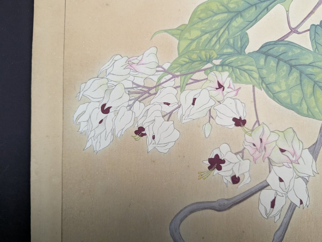 Rakuzan Tsuchiya Japanese Woodblock Print - Clerodendron Floral Illustration - 6