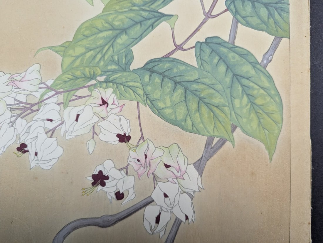 Rakuzan Tsuchiya Japanese Woodblock Print - Clerodendron Floral Illustration - 8